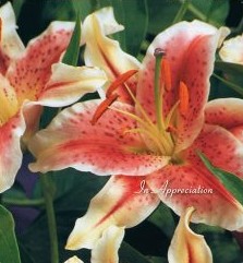 Personalised Floral Lily In Appreciation Irish Wallet Memorial Card